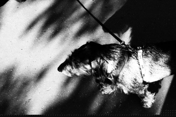 Street photography ? Ins PERONNARD
